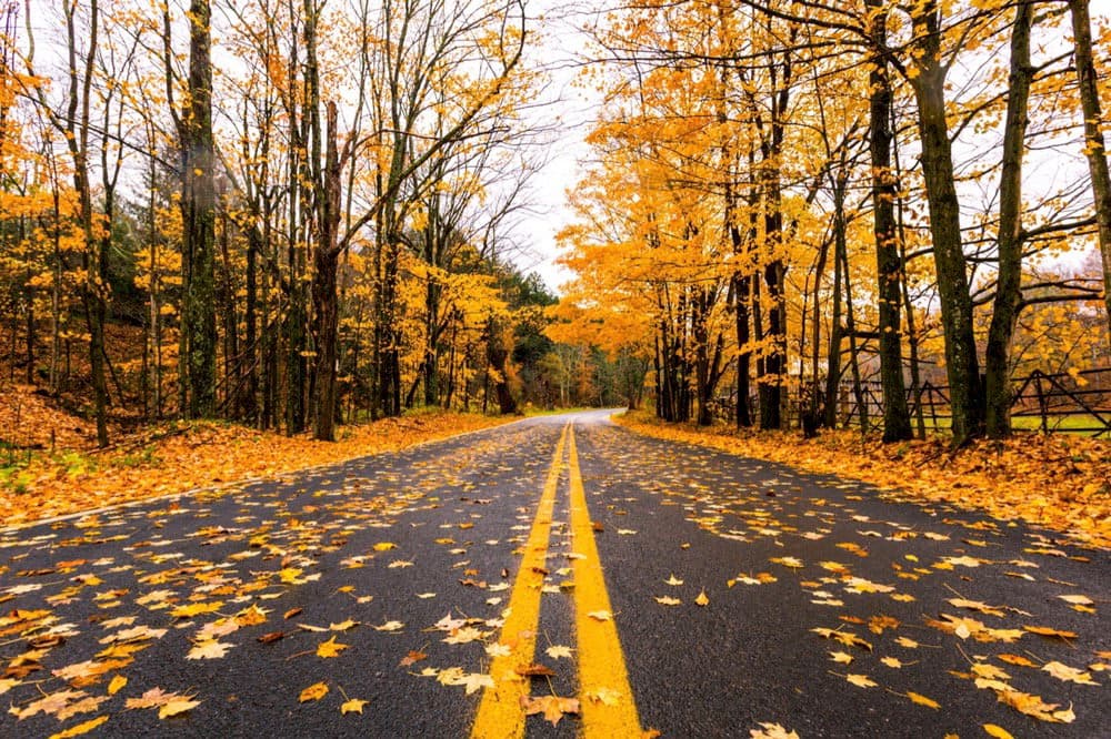 Scenic Drives