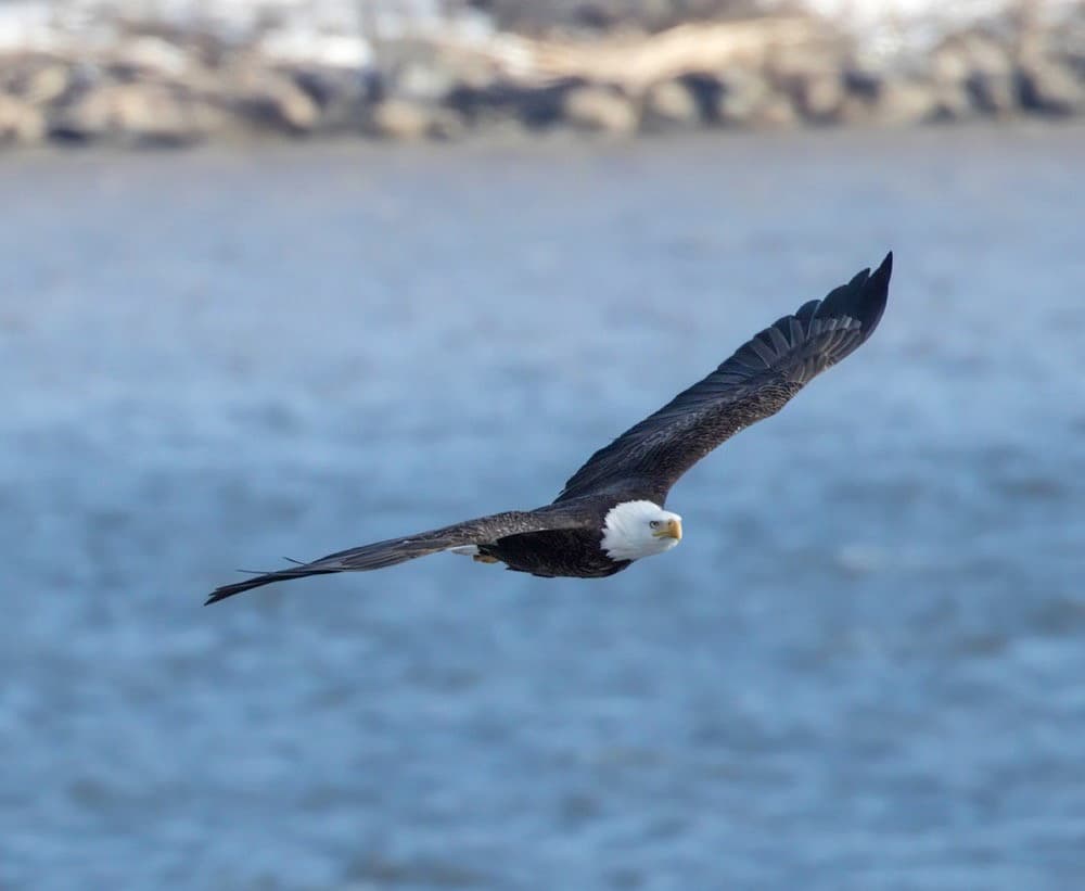 Wildlife Viewing